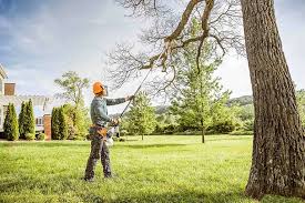 How Our Tree Care Process Works  in  Pinetops, NC