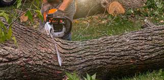 Best Lawn Watering Services  in Pinetops, NC