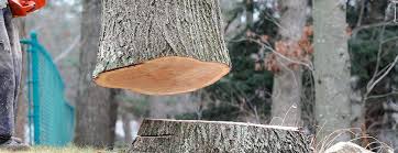 Best Stump Grinding and Removal  in Pinetops, NC