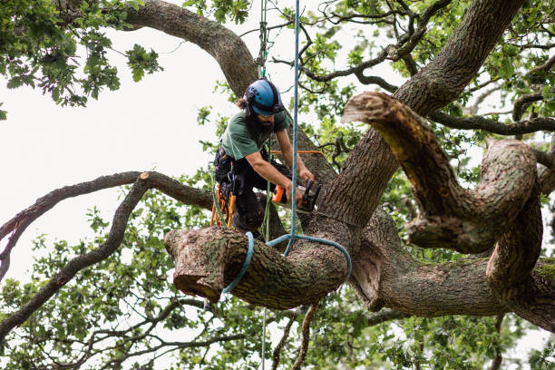 Tree and Shrub Care in Pinetops, NC