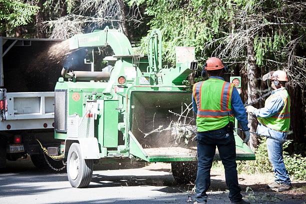 Best Tree Maintenance Programs  in Pinetops, NC