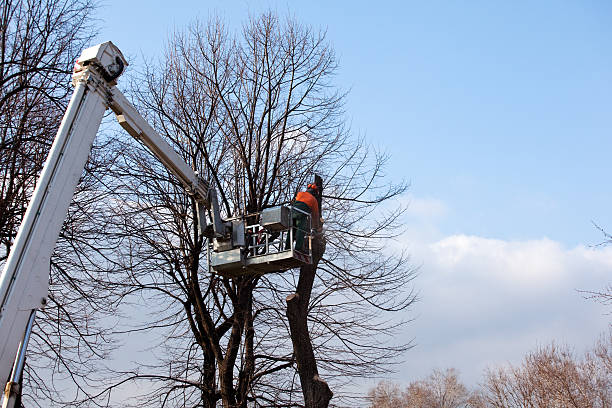 Best Utility Line Clearance  in Pinetops, NC