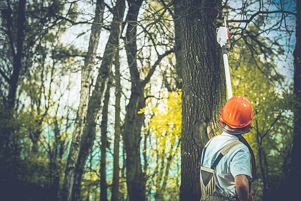 Lawn Maintenance Plans in Pinetops, NC