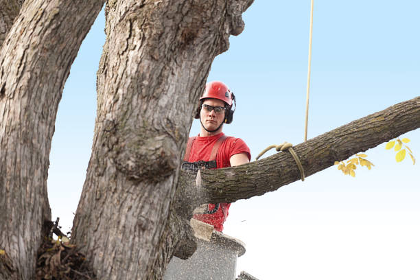 Professional Tree Care in Pinetops, NC