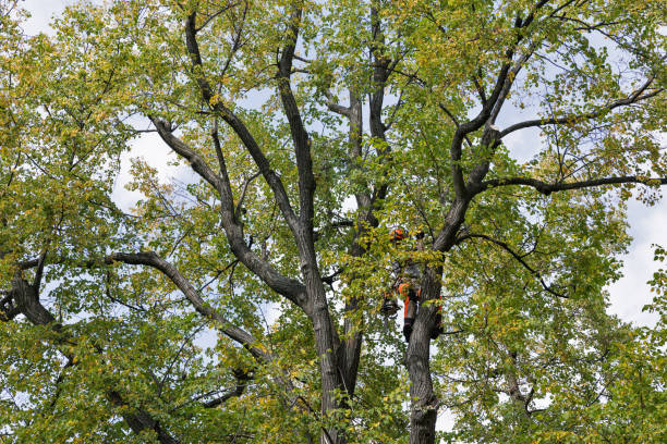 Best Emergency Tree Removal  in Pinetops, NC